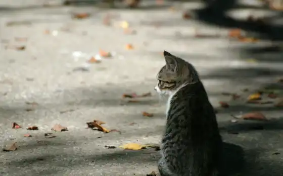 кот, лист, кошечка, листик, осен, асалт